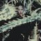 bella-poarch-ribcage-official-music-video