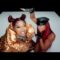 megan-thee-stallion-body-official-video