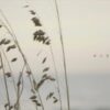 taylor-swift-august-official-lyric-video
