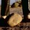 the-cardigans-my-favourite-game-stone-version