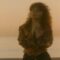 The Bangles – Eternal Flame (Official Video)