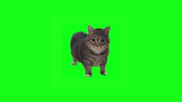 w-w-oiia-oiia-spinning-cat