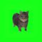 w-w-oiia-oiia-spinning-cat